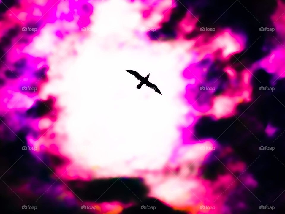 bird soaring overhead