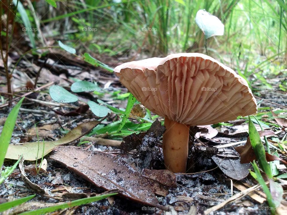 forest floor fungi