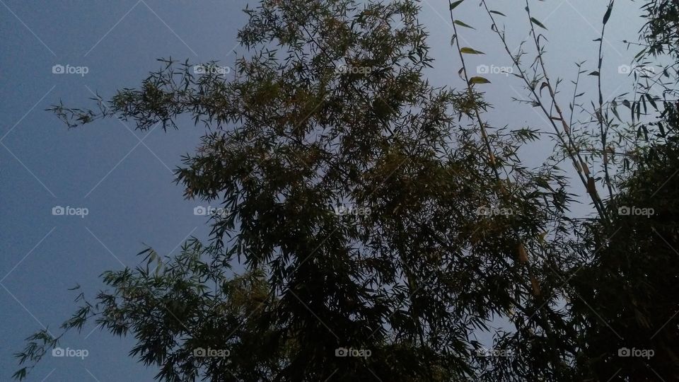 Tree, Nature, No Person, Landscape, Environment