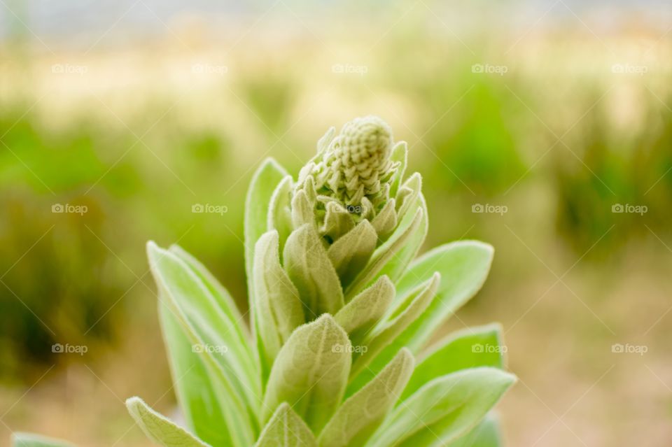 Close up of an emerging flower in the near future with a blurred background 