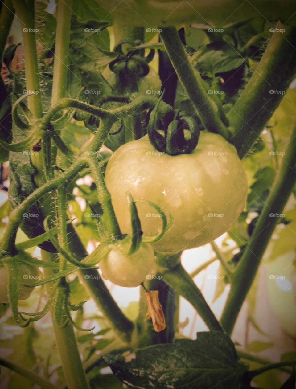 Tomatoes. My backyard container tomato plants June 2015