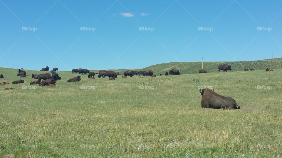 buffalo at Custer SP
