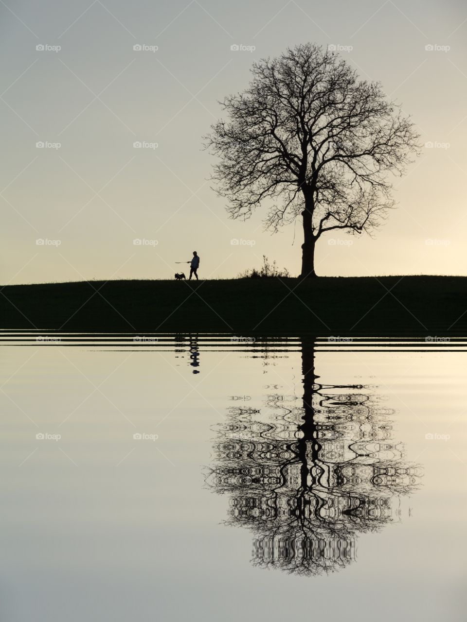 Silhouette of a person walking a dog under the tree with artistic reflection