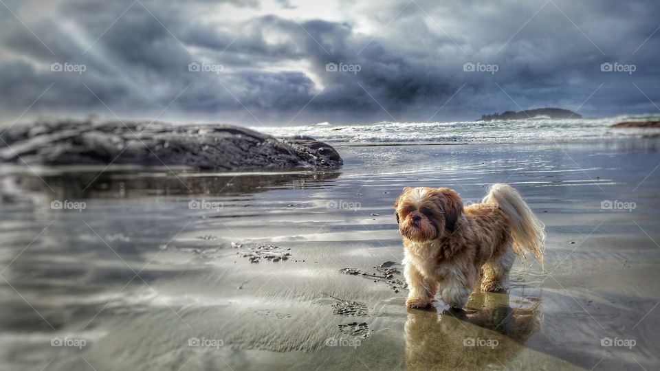 Portrait of dog on beach