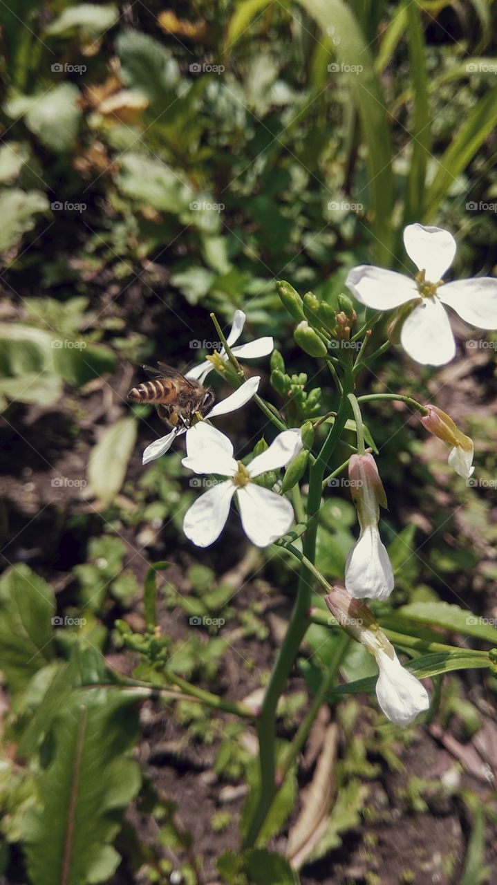 honeybee on the flower
