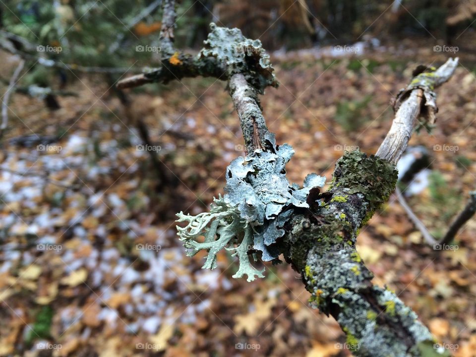 Lichen on tree branch