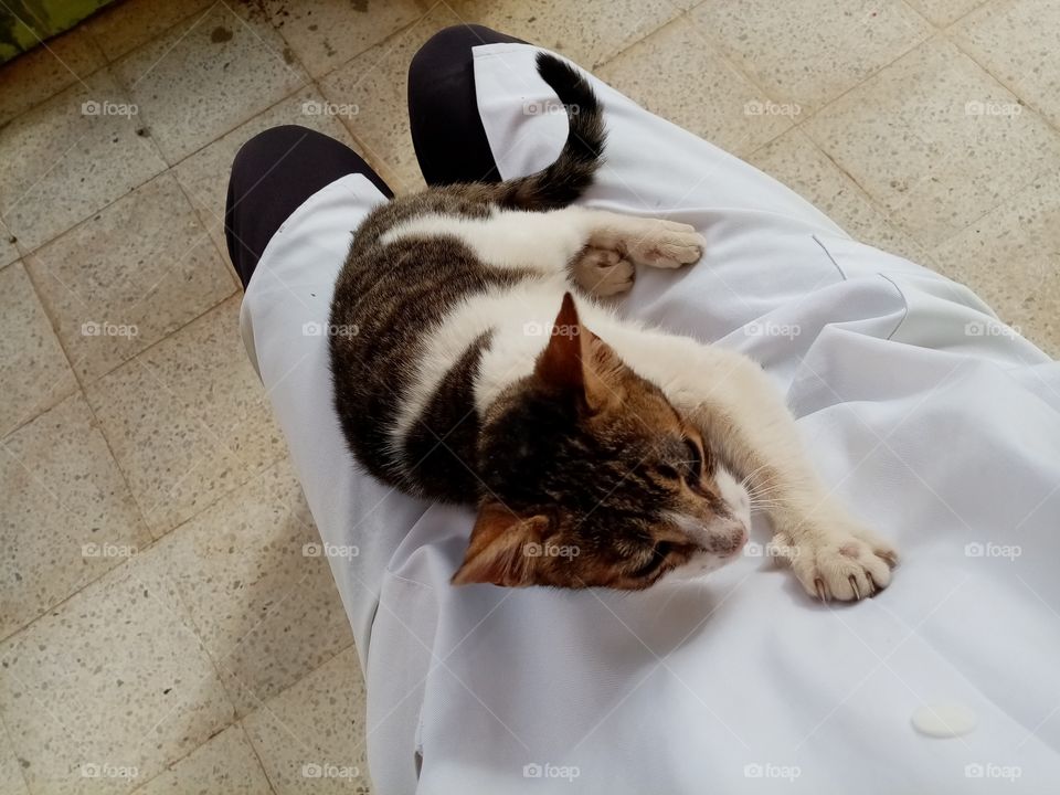 Just a few minutes this cat Will be my freind