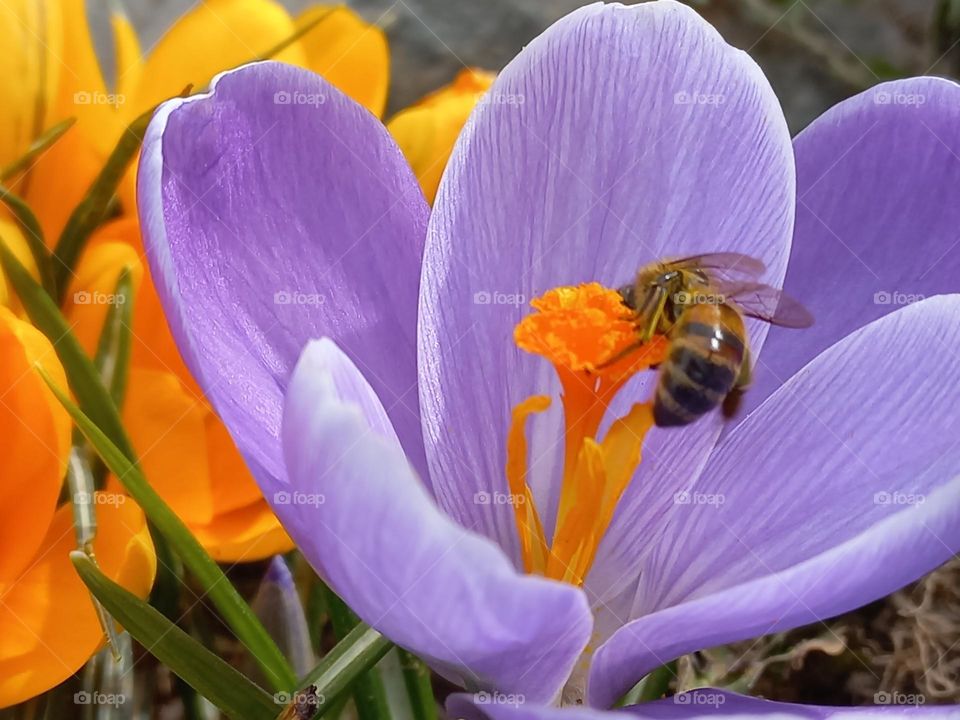 bee hovering over crocuses early spring !