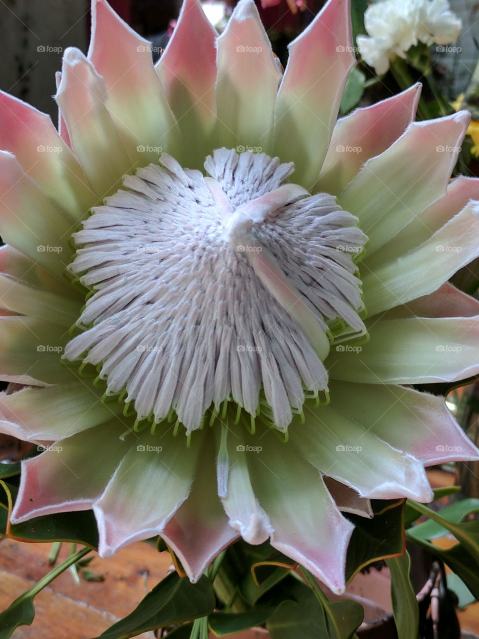 Protea King close up