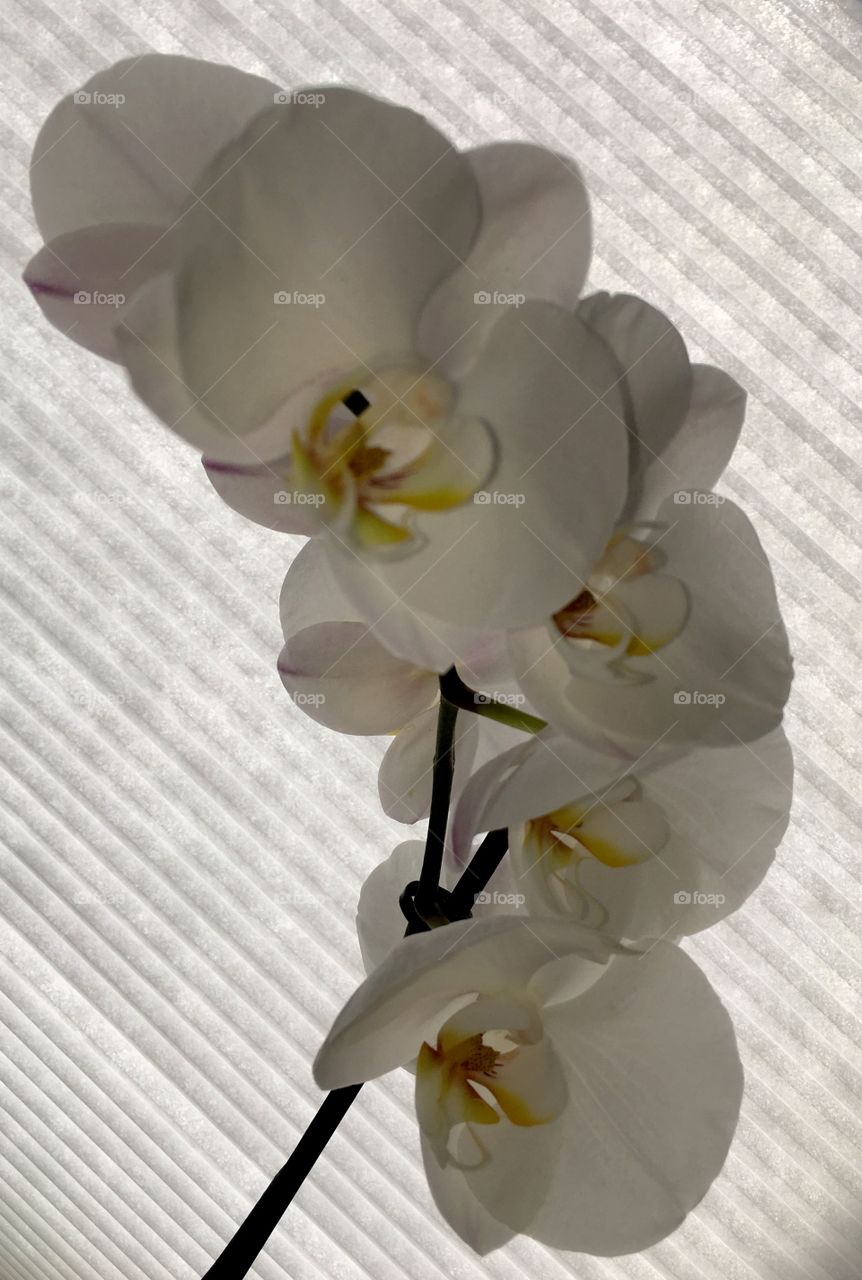 orchid