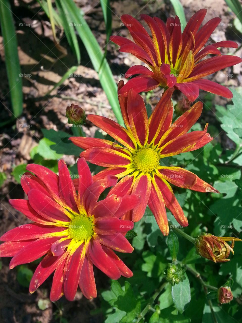 Red flowers