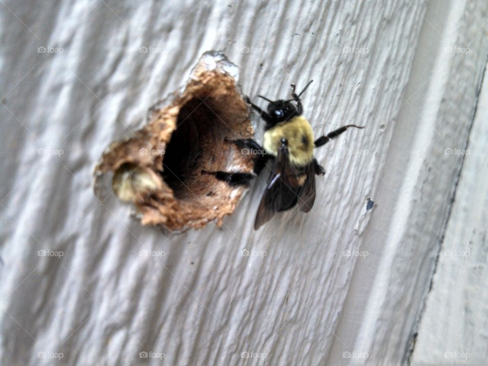 bee in my wall. My family had a hive of bees living in an outside wall of our house. The door to their hive was near our front door. Very friendly with us.