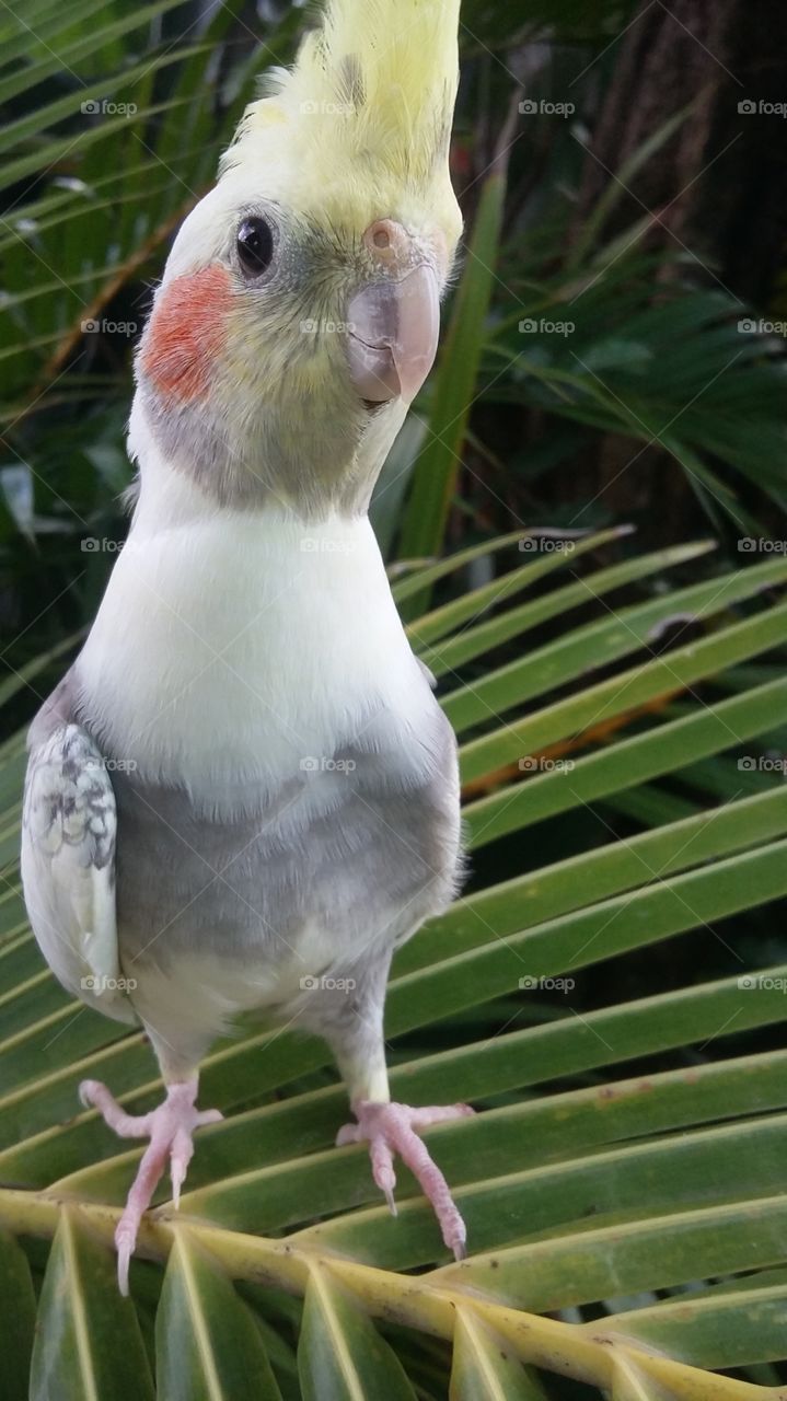 pássaro no coqueiro