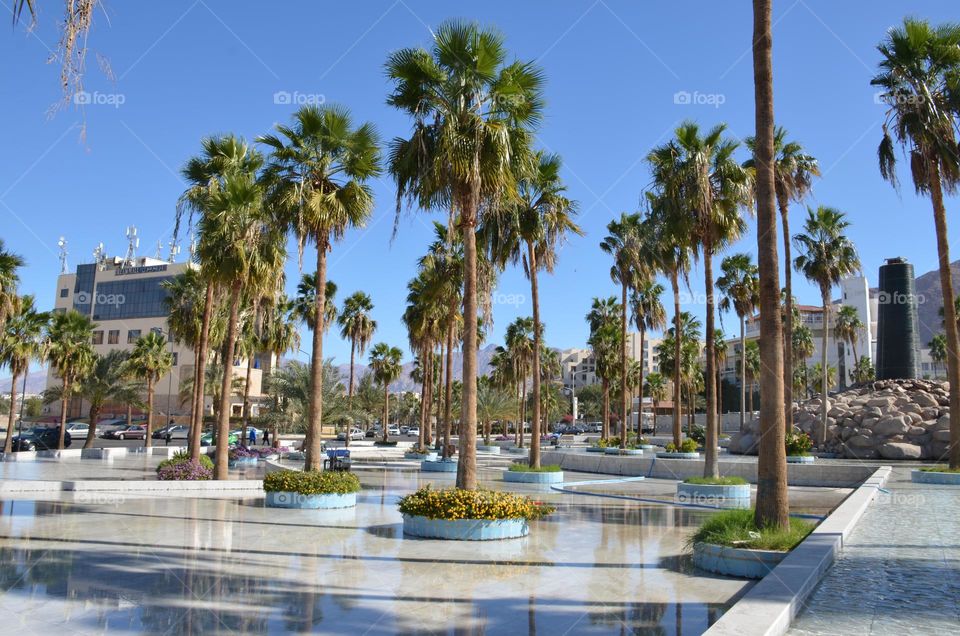 Plants, Aqaba city, Jordan