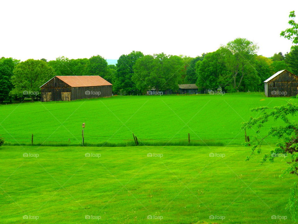 Green fields