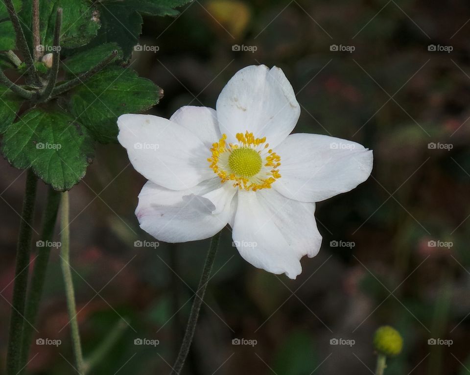 Close-up of flower