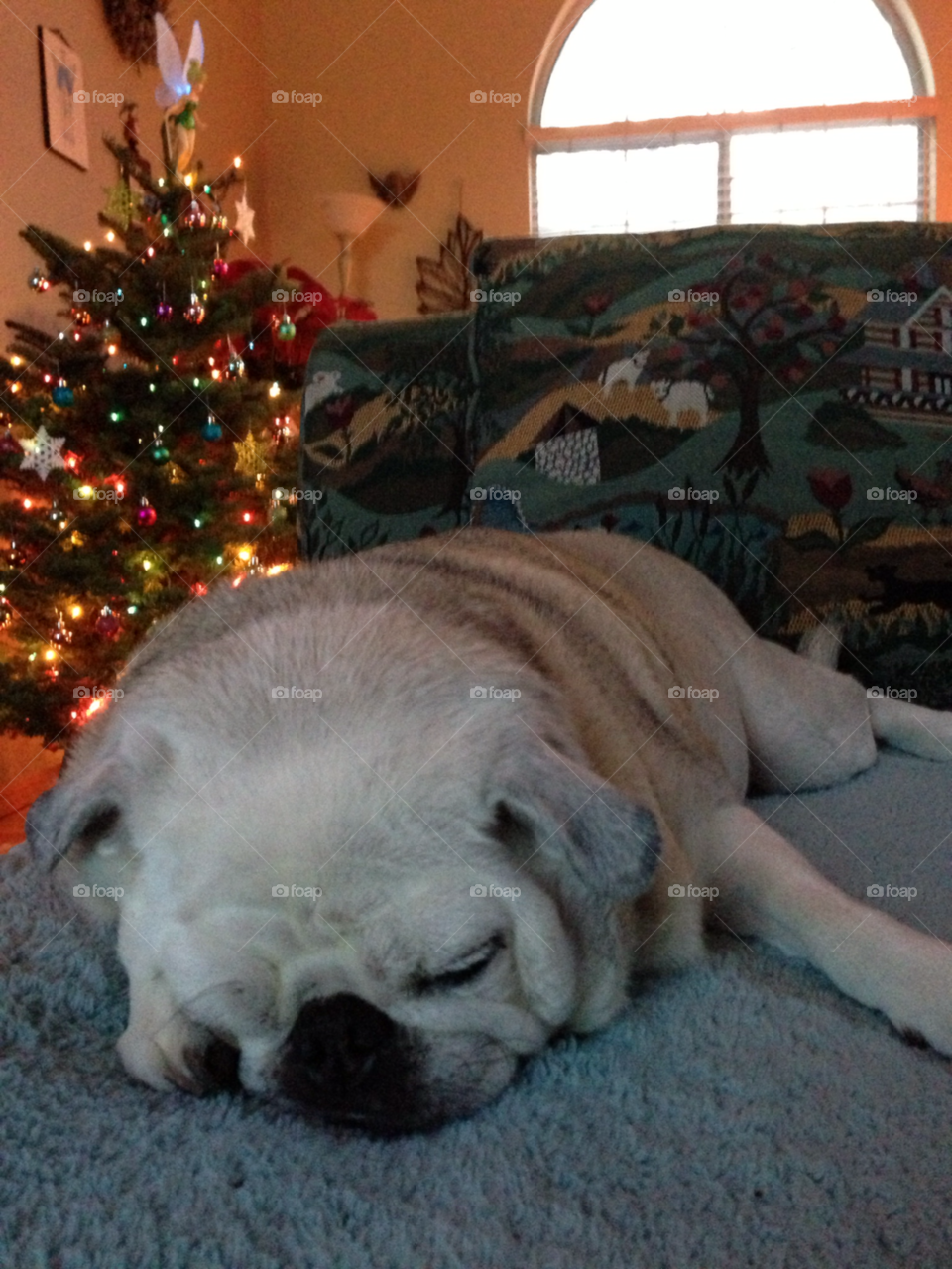 dog christmas pug sleeping by melody