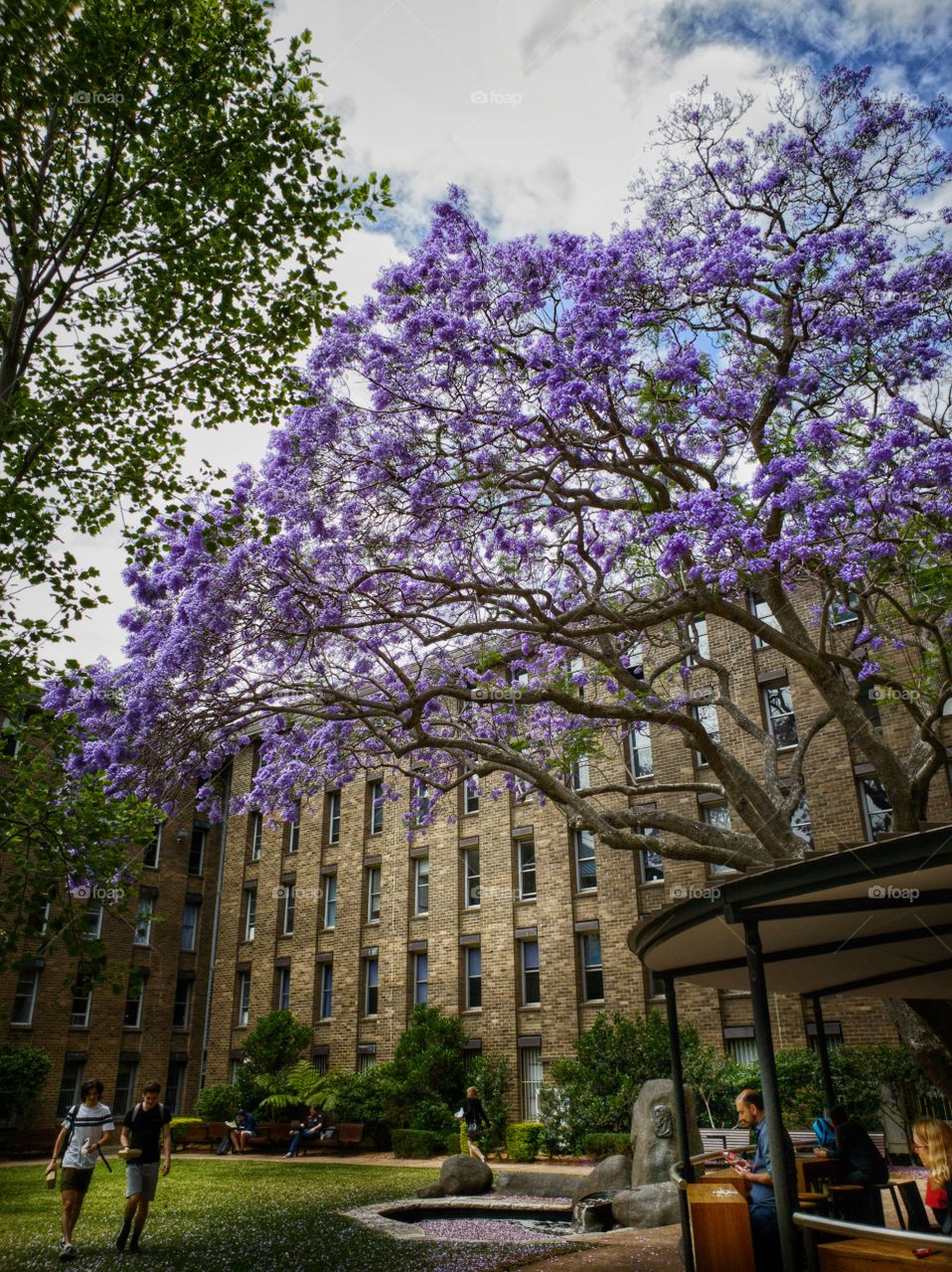 Jacaranda tree in bloom with violet flowers at the Morven Brown Building of the University of New South Wales, Kingsford. Image features spacious courtyard with people around the area.