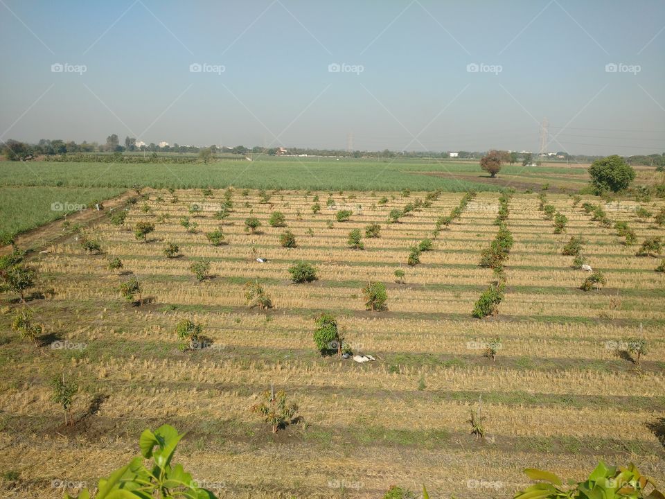 mango farm view