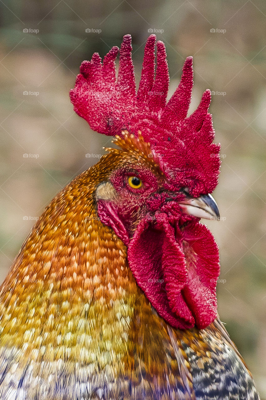 Colorful rooster 