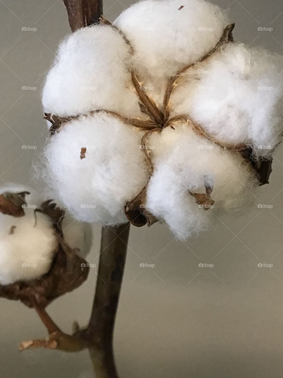 Natural Cotton 