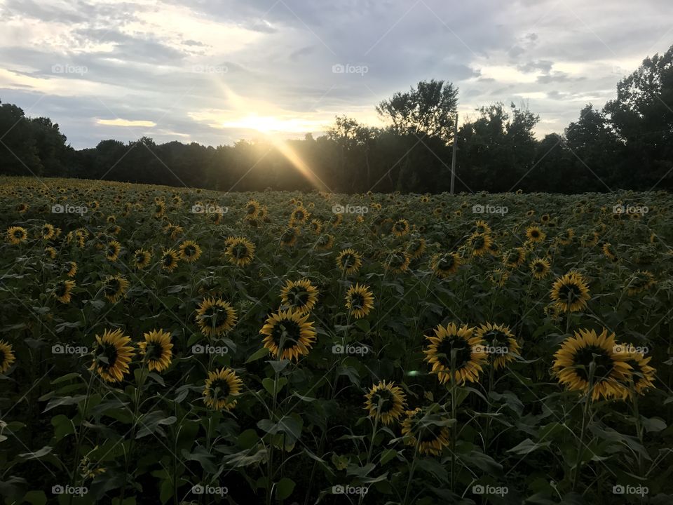 No Person, Sunflower, Agriculture, Sun, Outdoors