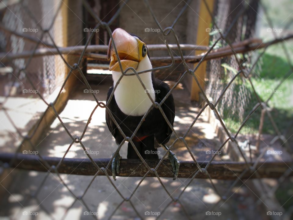 toucan tucano animal