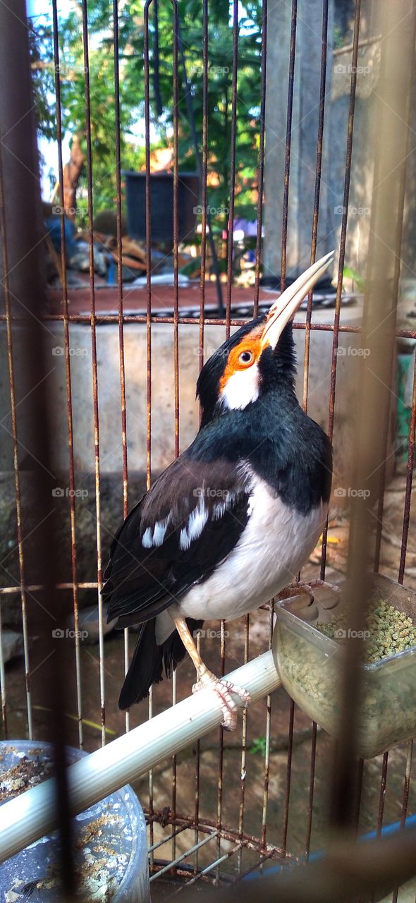 Starling suren,Don't Ask For More Than What I Can Give