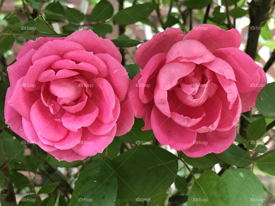 Twin hot pink roses in full bloom