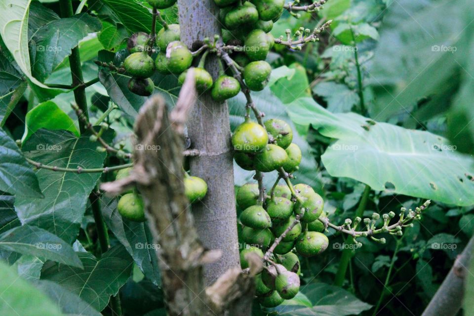 This koli fruit tree lives on the outskirts of swamps or on the banks of rivers, this fruit cannot be eaten because it is poisonous so that no one dares to eat it.