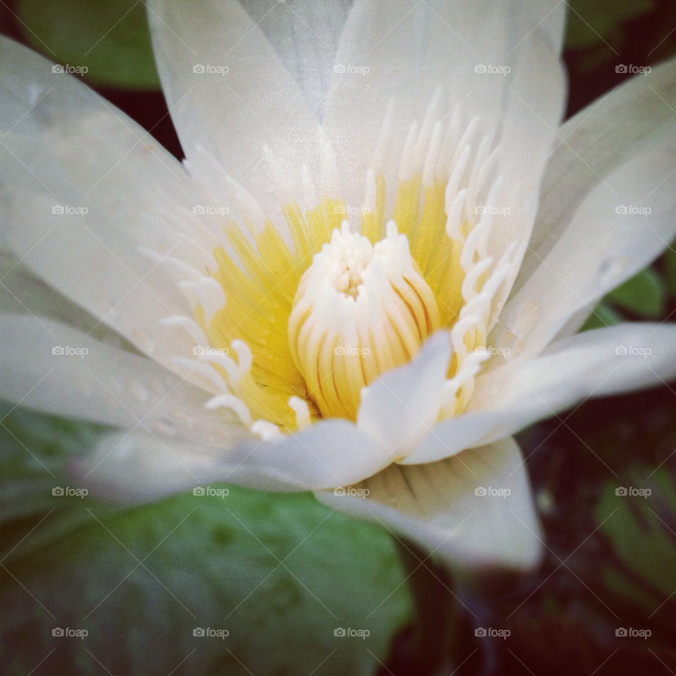 flower white soft water lily by thainlin
