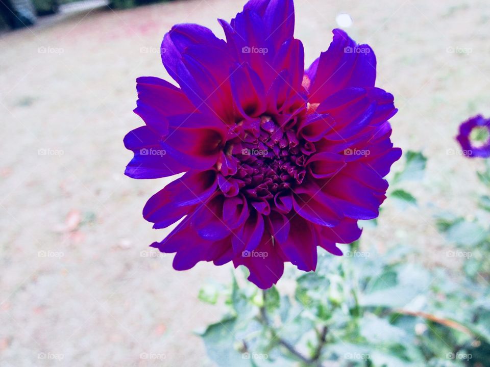 Purple Flower 