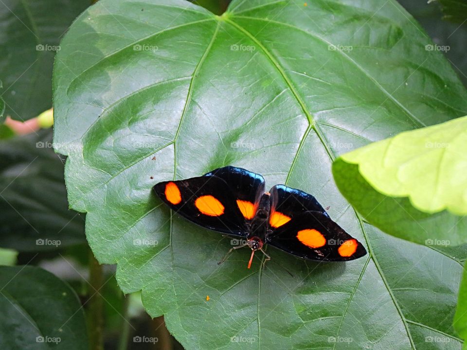 Spotted butterfly.