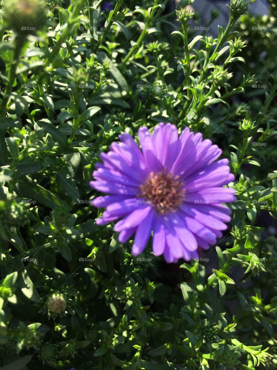 Purple flower