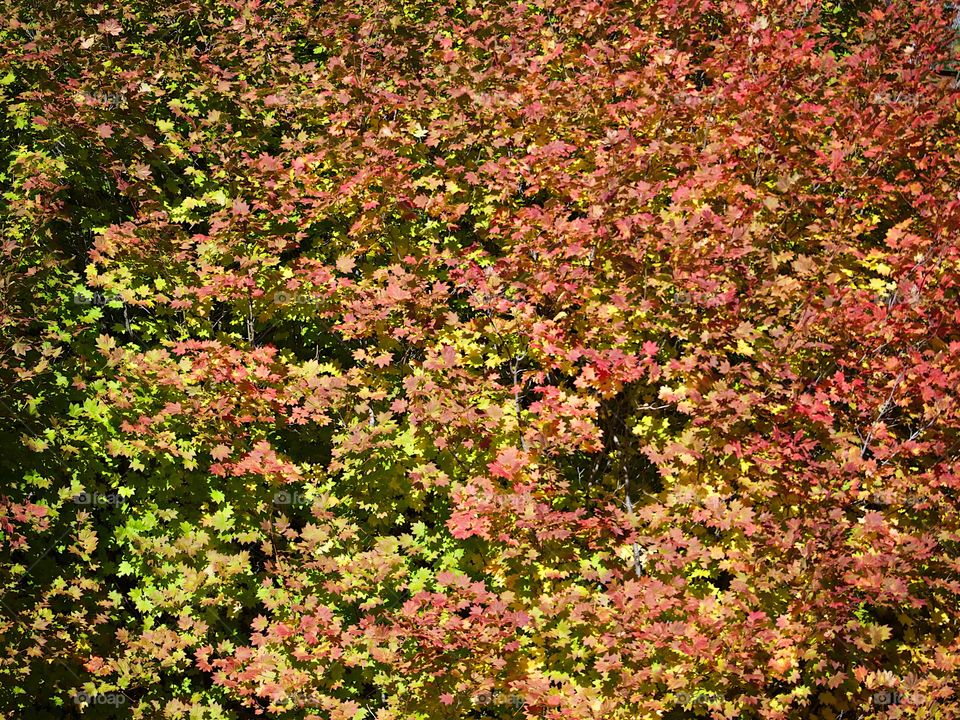 Multitudes of leaves changing to their fall colors of red, orange, and yellow on a bright autumn day. 