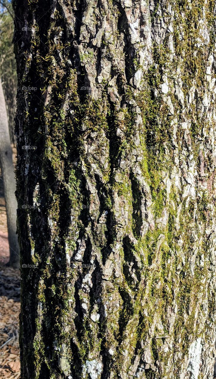 Moss bark pattern on tree