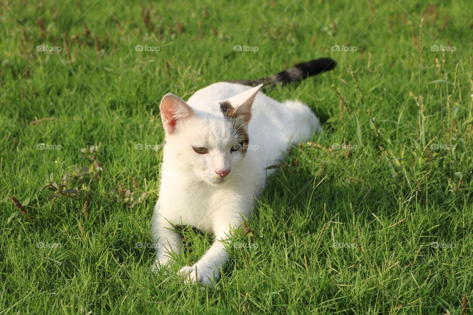 Cute White Cat on grass