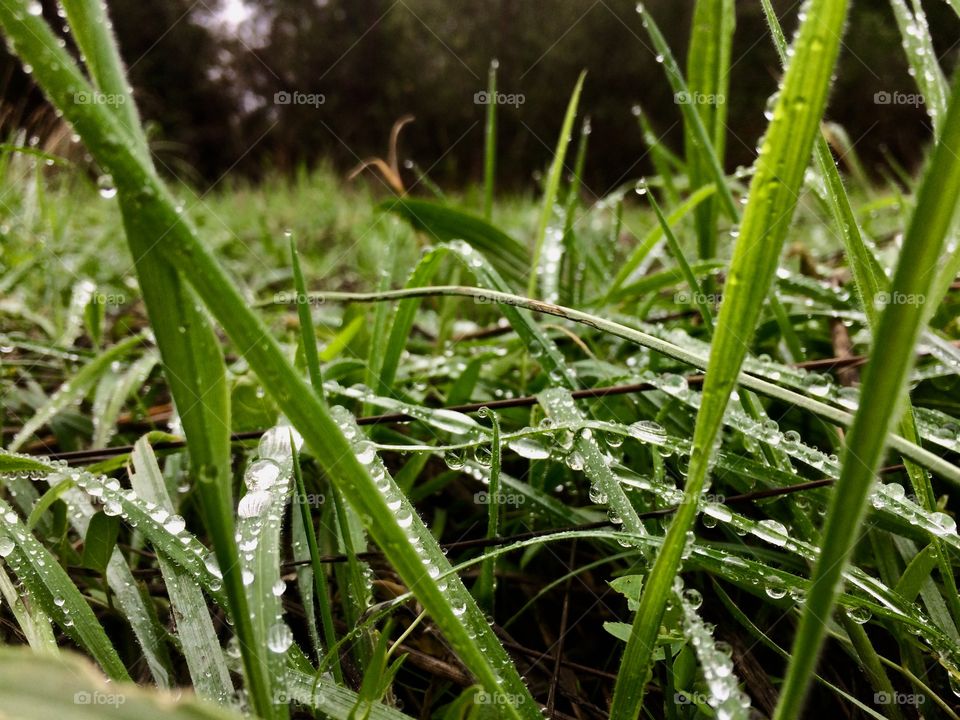 Dewy grass