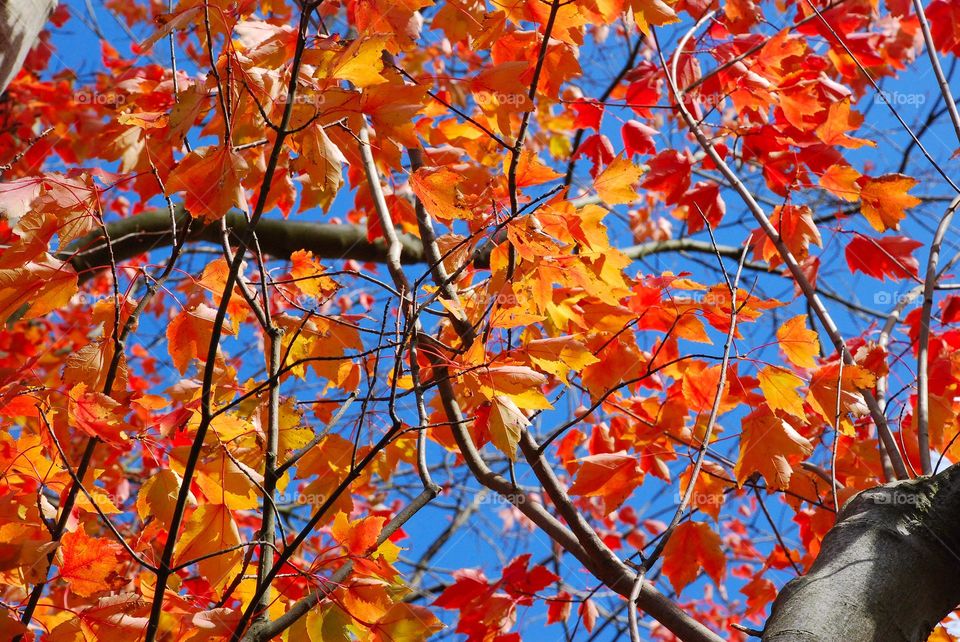 Autumnal yellow and orange leaves against a blue sky 