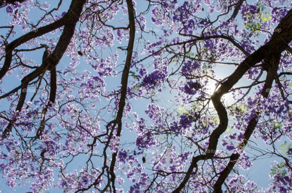 Jacaranda