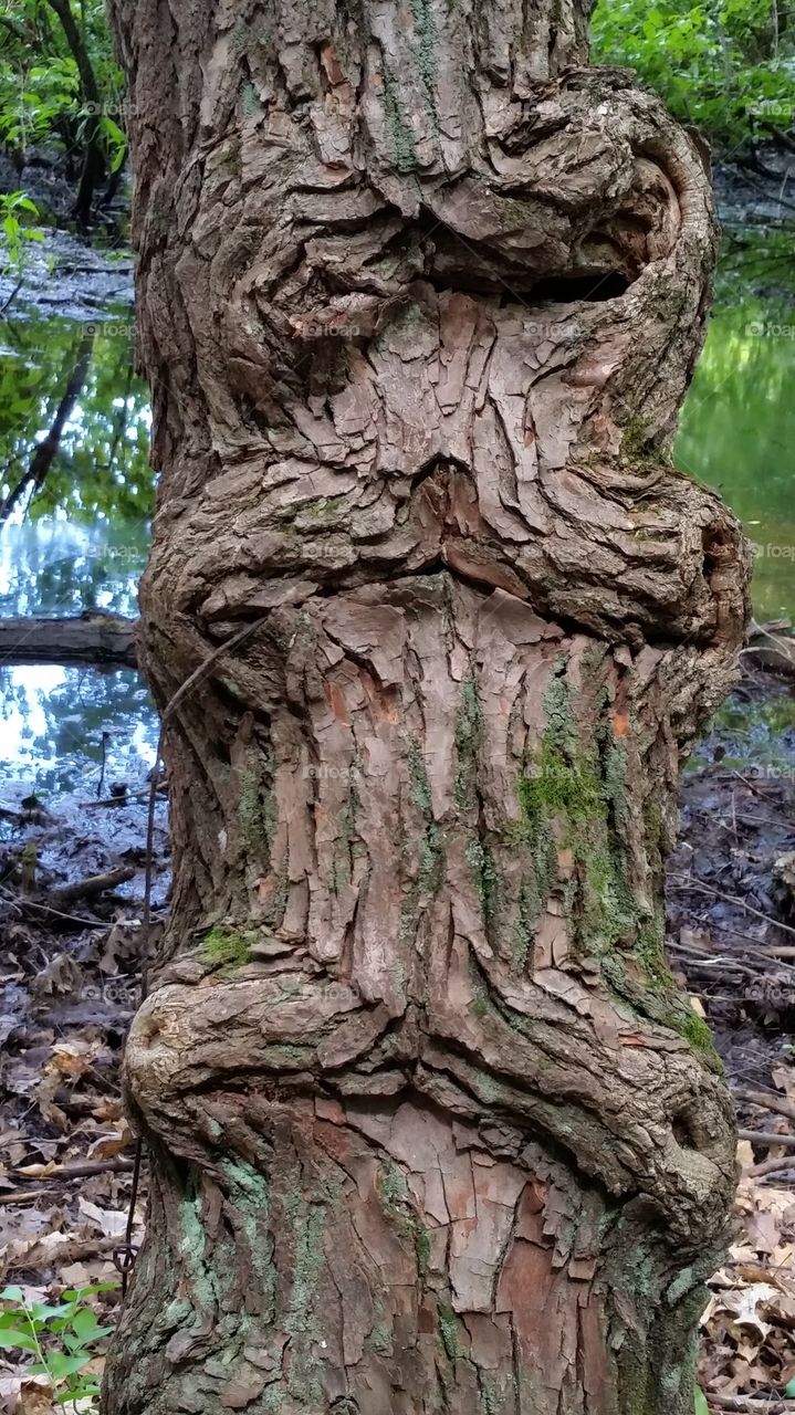 tree trunk