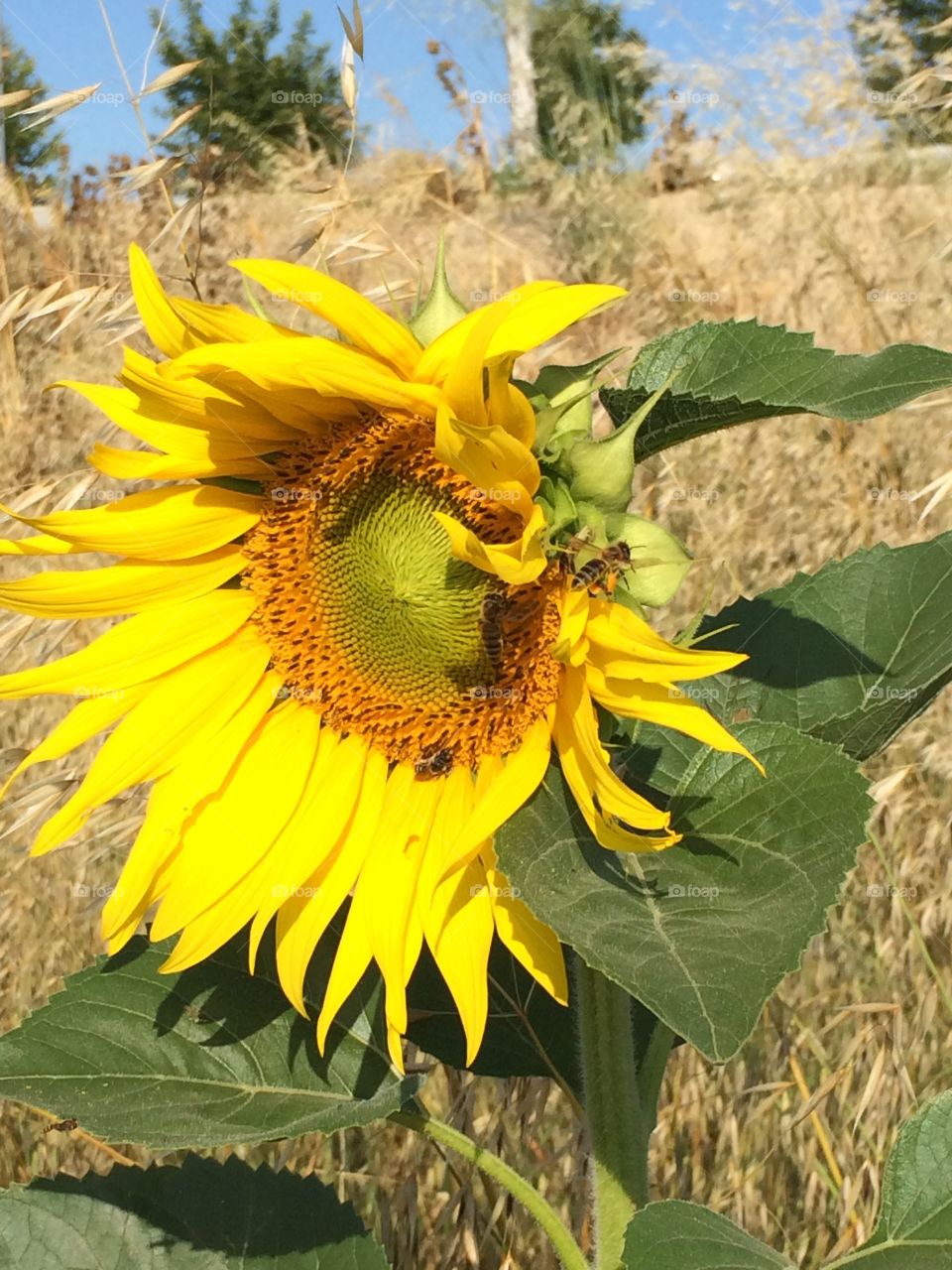 Sunflower . This sunflower grow in a land of grain, alone. 