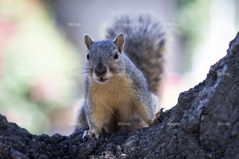 Squirrel looking at you.