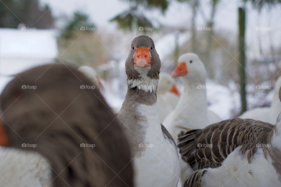 Head shot of a goose . Image of a goose head in a flock of geese.