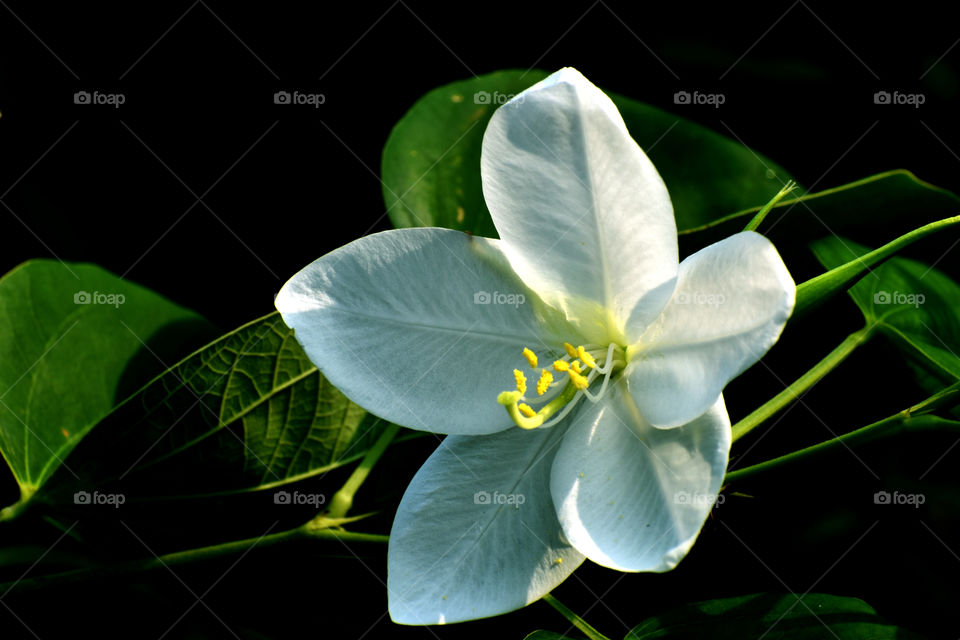 The white is always looks great.