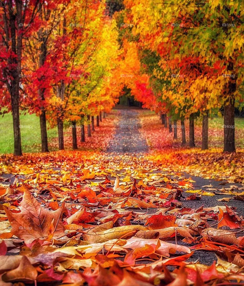 Autumn 