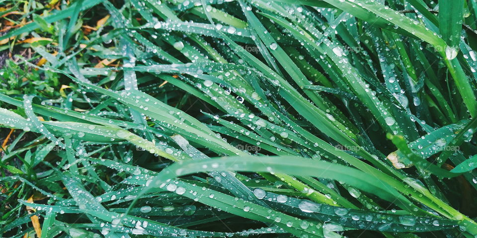 morning dew on green grass