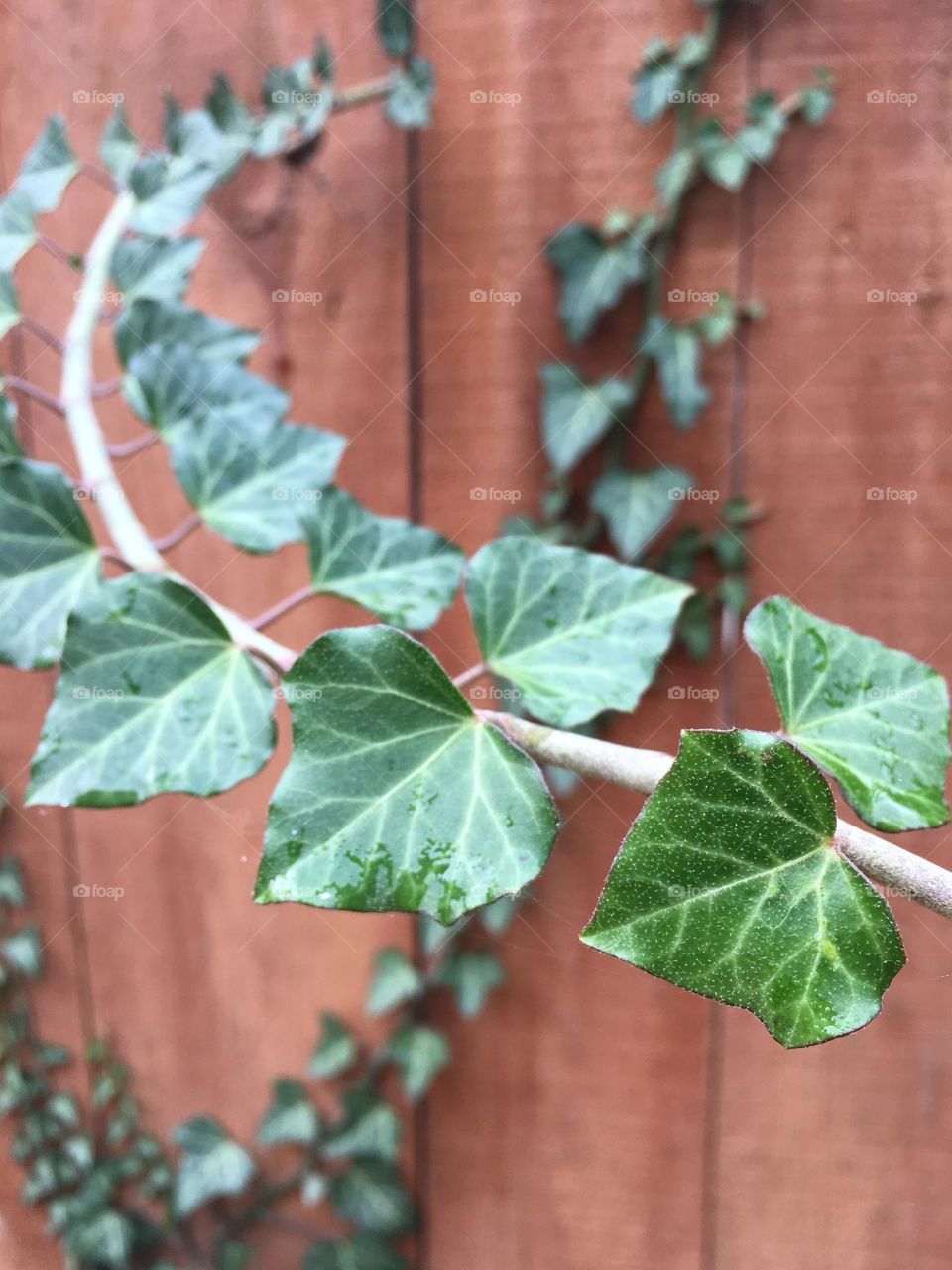 Ivy after rain 