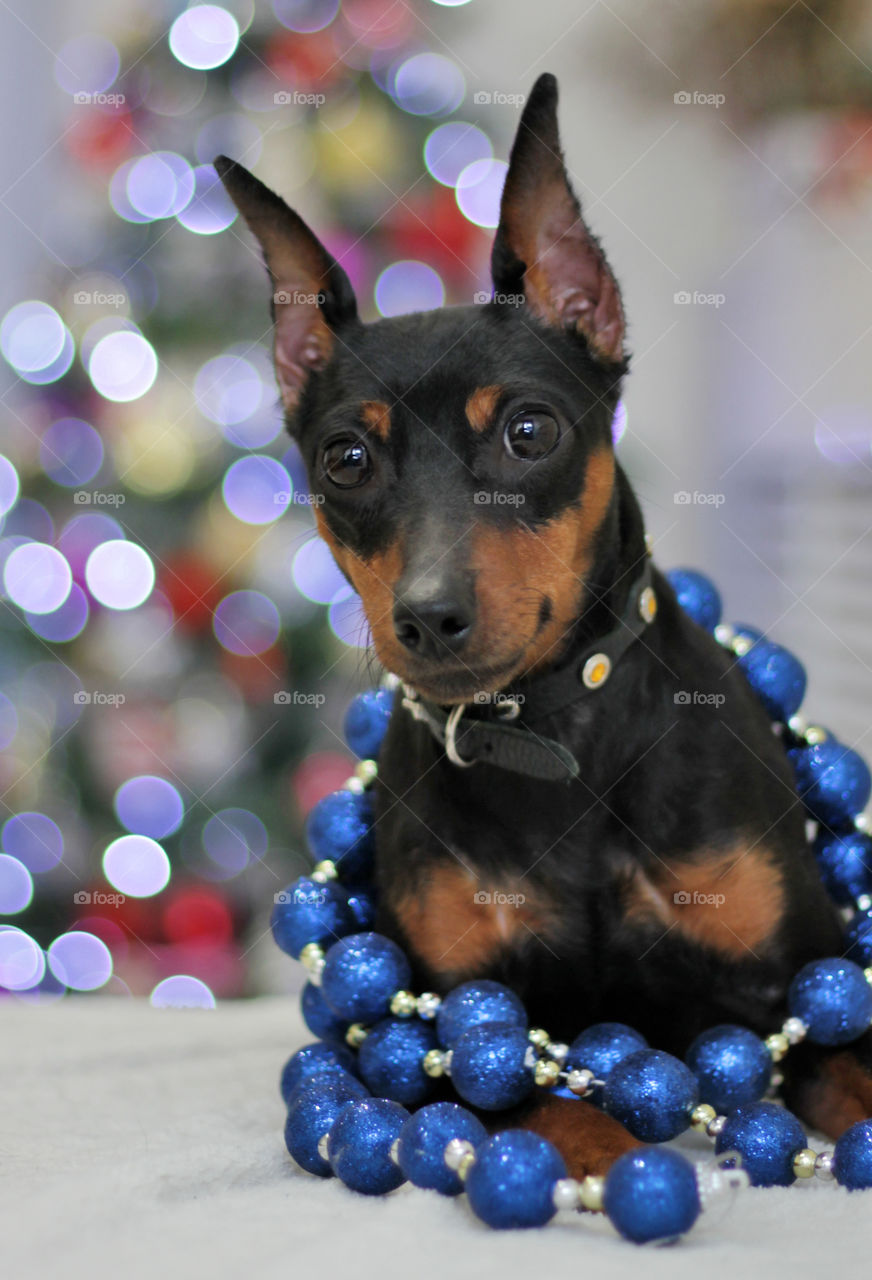 Pinscher dog