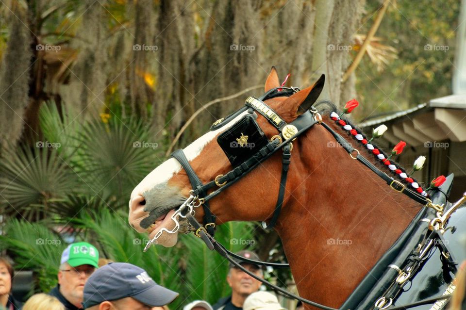 Clydesdale 